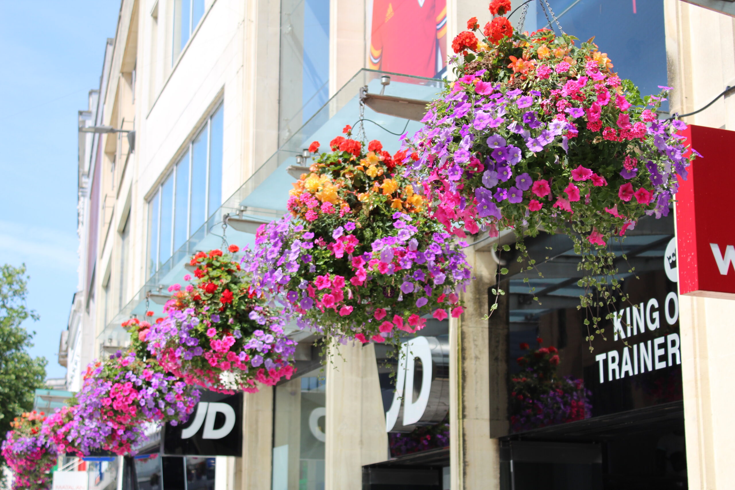 A row of bright, blooming hanging baskets on Cardiff Queen Street