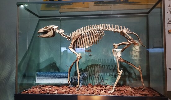 dinosaur skeleton displayed in a glass box at a museum